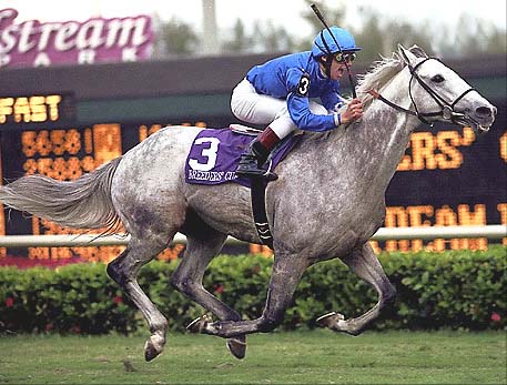 Daylami winning the Breeders' Cup Turf with Lanfranco Dettori at Gulfstream Park in 1999, photo from Al Brodsky