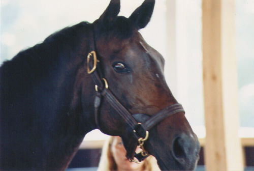 Forego en el Kentucky Horse Park, Agosto de 1991, foto de Shannon