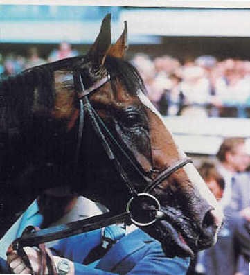 Shergar, photo from Pacemaker