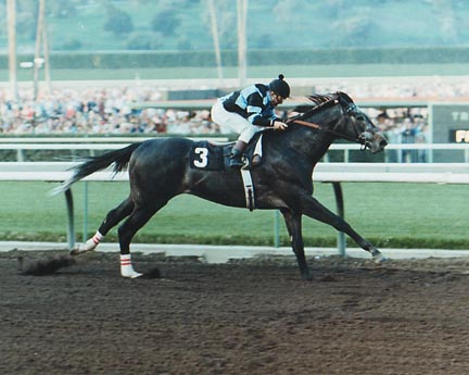 Spectacular Bid venciendo el 1980 Strub Stakes, foto de Thoroughbredmemories