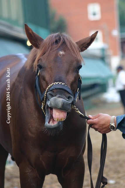 Smarty Jones, photo Sarah Katz